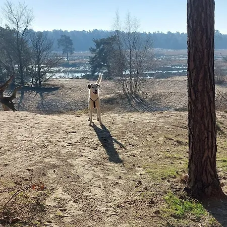 Vakantiehuis Tjill 6 Pers Loonse En Drunense Duinen En Efteling Kaatsheuvel