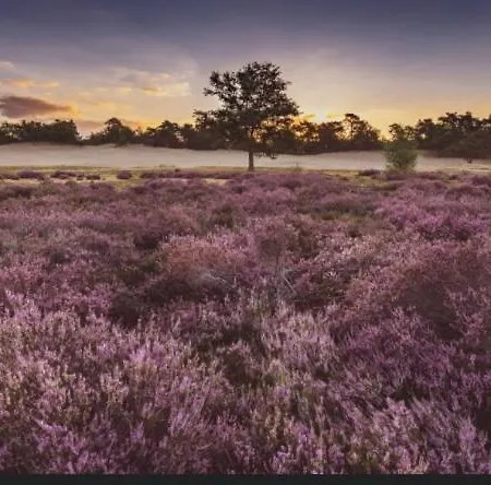 Tjill 6 Pers Loonse En Drunense Duinen En Efteling بيت للعطل كاتْسهوفيل
