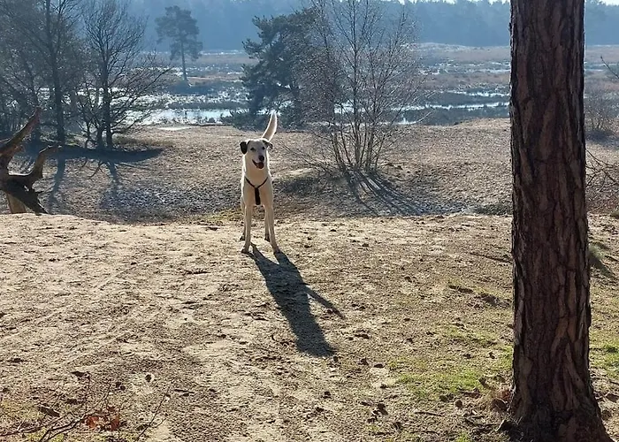 度假居 Tjill 6 Pers Loonse En Drunense Duinen En Efteling 卡茨休维尔