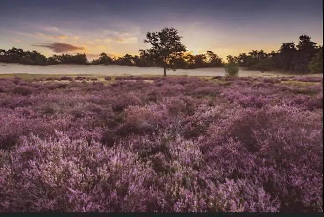 Tjill 6 Pers Loonse En Drunense Duinen En Efteling 度假居 卡茨休维尔